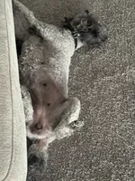 LOLA*AKC*, a female Poodle - Toy  for sale in Yuma, AZ – 7 of 9
