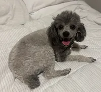 LOLA*AKC*, a female Poodle - Toy  for sale in Yuma, AZ – 4 of 9