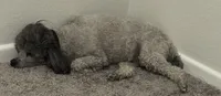 LOLA*AKC*, a female Poodle - Toy  for sale in Yuma, AZ – 8 of 9