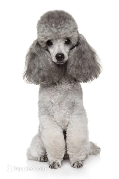 LOLA*AKC* – Poodle - Toy  puppy for sale in Yuma, AZ