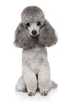 LOLA*AKC*, a female Poodle - Toy  for sale in Yuma, AZ – 1 of 9