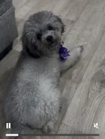 LOLA*AKC*, a female Poodle - Toy  for sale in Yuma, AZ – 9 of 9