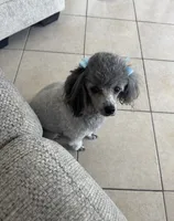 LOLA*AKC*, a female Poodle - Toy  for sale in Yuma, AZ – 6 of 9