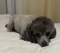 LOLA*AKC*, a female Poodle - Toy  for sale in Yuma, AZ – 2 of 9