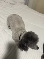 LOLA*AKC*, a female Poodle - Toy  for sale in Yuma, AZ – 3 of 9