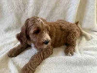 Goldendoodle Boy, a male Goldendoodle for sale in Wasilla, AK – 2 of 2