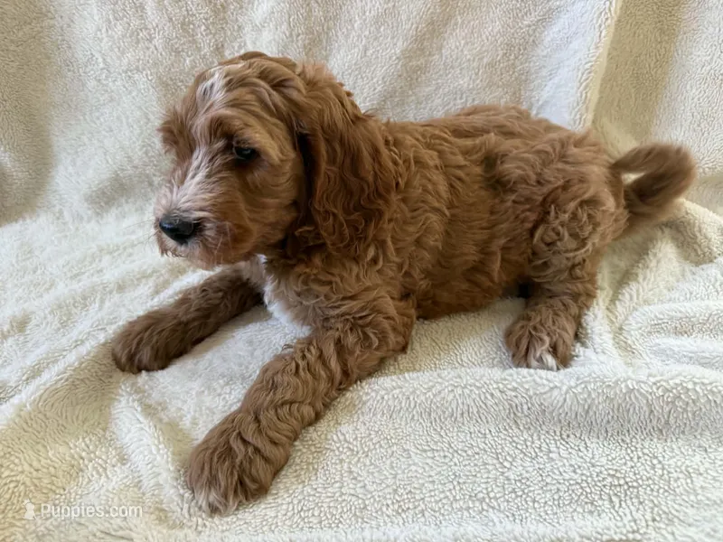 Goldendoodle Boy – Goldendoodle puppy for sale in Wasilla, AK