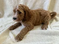 Goldendoodle Boy, a male Goldendoodle for sale in Wasilla, AK – 1 of 2