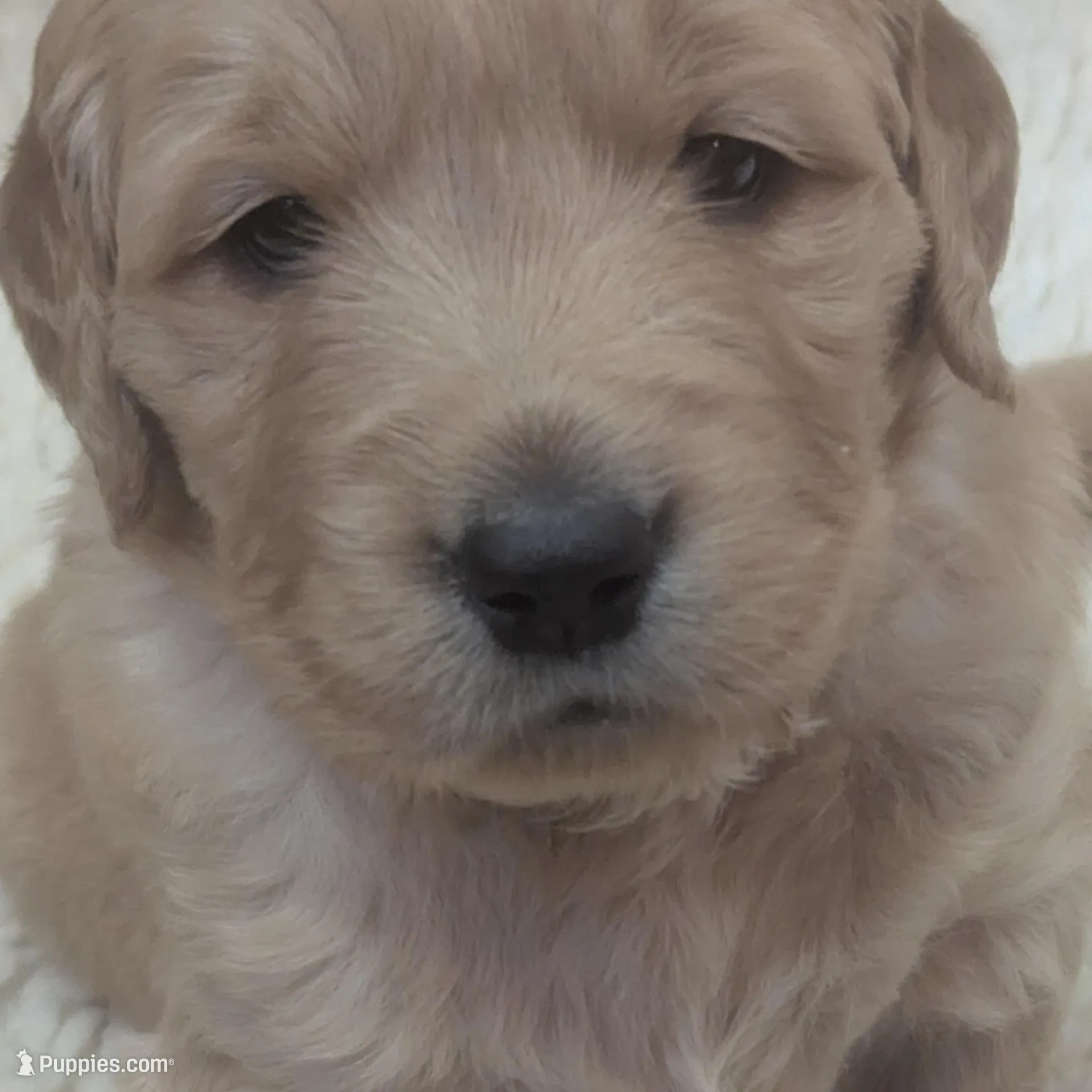 Male Golden Retriever , a male Golden Retriever for sale in Faribault, MN – Photo 1 of 1