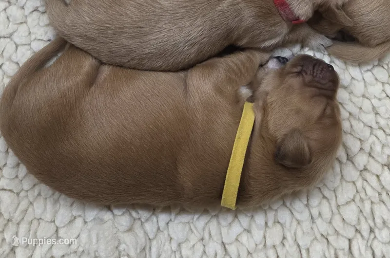 Female Golden Retriever – Golden Retriever puppy for sale in Faribault, MN