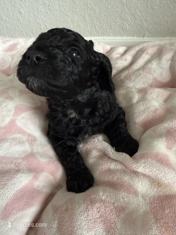 Chunky #1 – Poodle - Miniature  puppy for sale in Orlando, FL