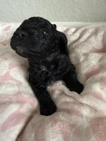 Chunky #1, a male Poodle - Miniature  for sale in Orlando, FL – 1 of 1