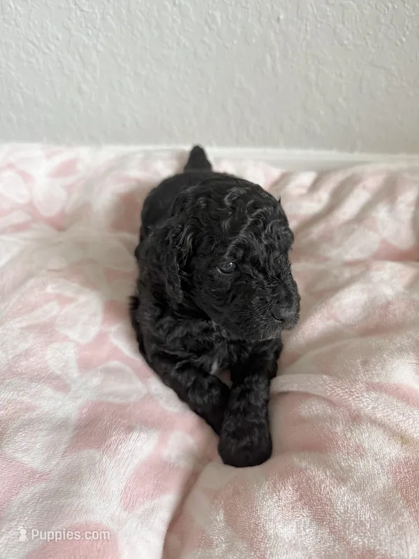 Chunky #2 – Poodle - Miniature  puppy for sale in Orlando, FL