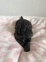 Chunky #2, a male Poodle - Miniature  for sale in Orlando, FL – 1 of 1