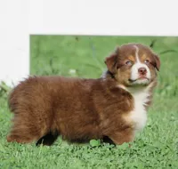Pierre , a male Australian Shepherd for sale in Salem, OH – 2 of 4