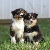 Ona, a female Australian Shepherd for sale in Salem, OH – Photo 2 of 7