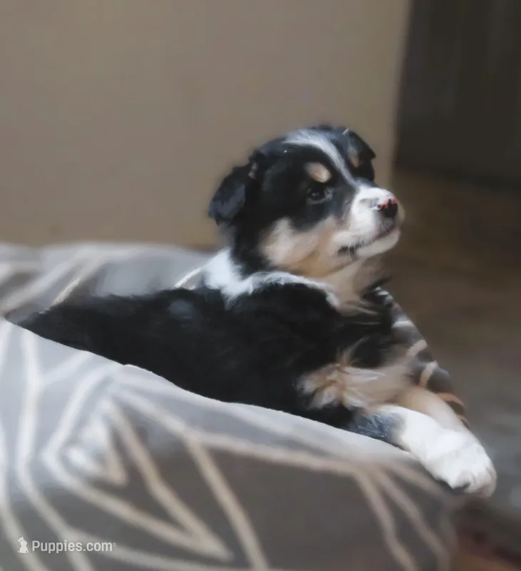 Ona, a female Australian Shepherd for sale in Salem, OH – Photo 1 of 4