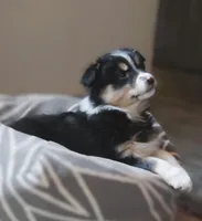 Ona, a female Australian Shepherd for sale in Salem, OH – Photo 1 of 4