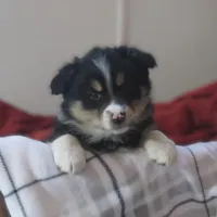 Ona, a female Australian Shepherd for sale in Salem, OH – Photo 7 of 7