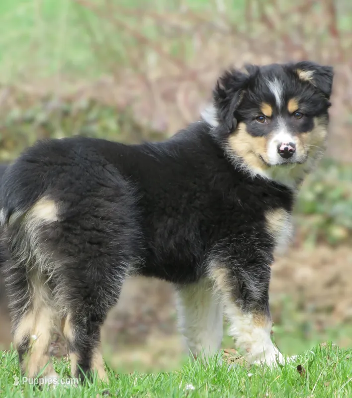 Ona – Australian Shepherd puppy on hold in Salem, OH