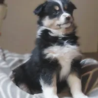 Ona, a female Australian Shepherd for sale in Salem, OH – Photo 4 of 7