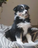 Ona, a female Australian Shepherd for sale in Salem, OH – Photo 2 of 4