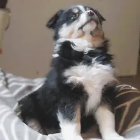 Ona, a female Australian Shepherd for sale in Salem, OH – Photo 6 of 7