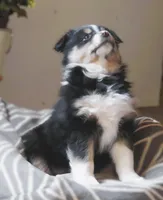 Ona, a female Australian Shepherd for sale in Salem, OH – Photo 3 of 4