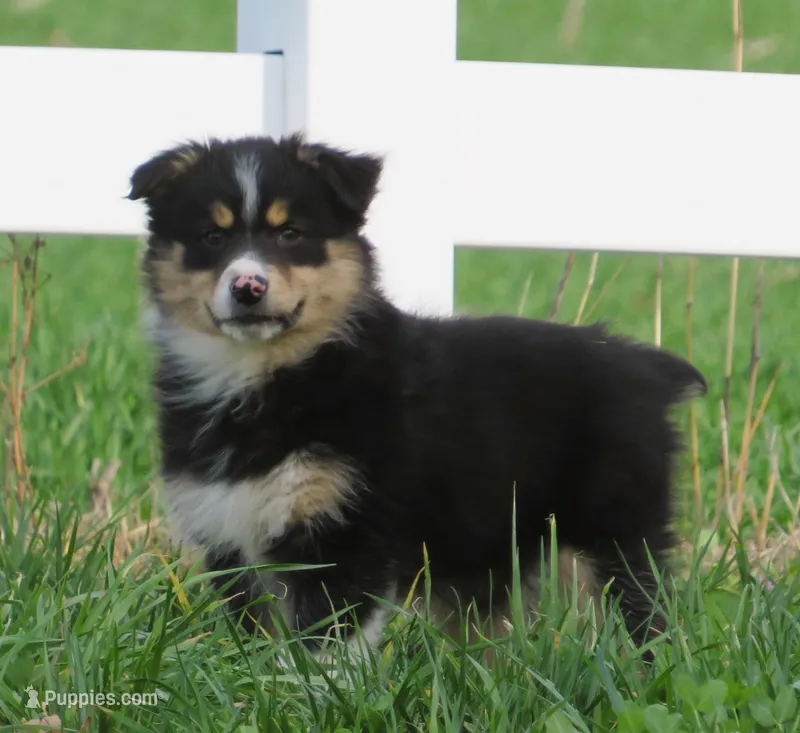 Ona – Australian Shepherd puppy for sale in Salem, OH