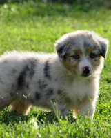 Paige, a female Australian Shepherd for sale in Salem, OH – 4 of 6