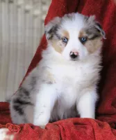 Oasis, a female Australian Shepherd for sale in Salem, OH – Photo 3 of 6