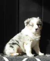 Oasis, a female Australian Shepherd for sale in Salem, OH – Photo 4 of 6