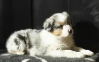 Oasis, a female Australian Shepherd for sale in Salem, OH – Photo 6 of 6