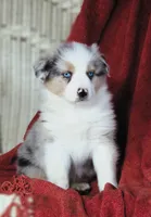 Oasis, a female Australian Shepherd for sale in Salem, OH – Photo 1 of 6