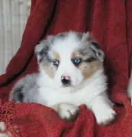 Oasis, a female Australian Shepherd for sale in Salem, OH – Photo 5 of 6