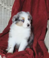 Oasis, a female Australian Shepherd for sale in Salem, OH – Photo 2 of 6