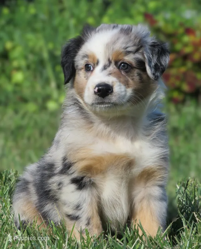Pierce – Australian Shepherd puppy for sale in Salem, OH