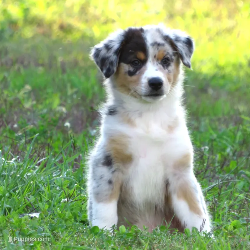 Pete – Australian Shepherd puppy for sale in Salem, OH
