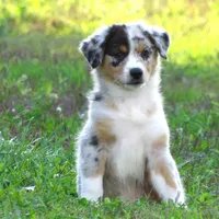 Pete, a male Australian Shepherd for sale in Salem, OH – 2 of 7