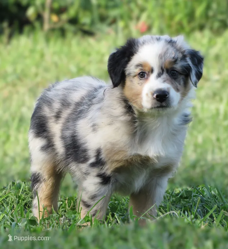 Pierce – Australian Shepherd puppy for sale in Salem, OH