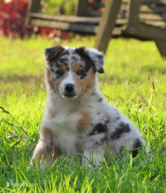 Pixie – Australian Shepherd puppy for sale in Salem, OH