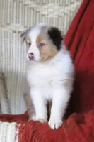 Olivia, a female Australian Shepherd for sale in Salem, OH – Photo 1 of 4
