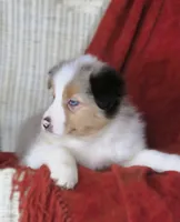 Olivia, a female Australian Shepherd for sale in Salem, OH – Photo 4 of 4