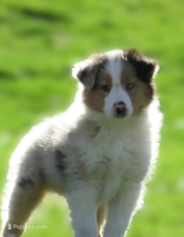 Olivia – Australian Shepherd puppy for sale in Salem, OH