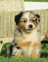 Pierce, a male Australian Shepherd for sale in Salem, OH – 4 of 5