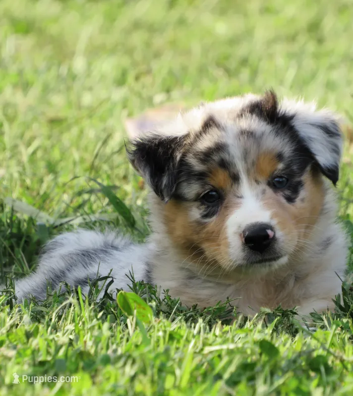 Pixie – Australian Shepherd puppy for sale in Salem, OH