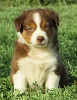 Paxton, a male Australian Shepherd for sale in Salem, OH – 4 of 5