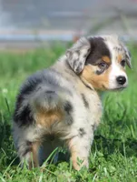 Pete, a male Australian Shepherd for sale in Salem, OH – 6 of 6
