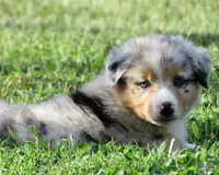 Paige, a female Australian Shepherd for sale in Salem, OH – 3 of 6