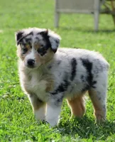 Pixie, a female Australian Shepherd for sale in Salem, OH – 4 of 4